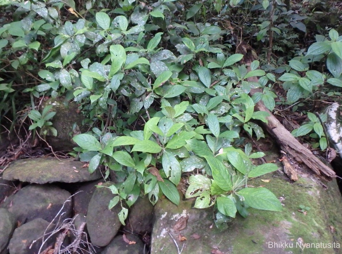 Psychotria dubia var. dubia (Wight) Alston